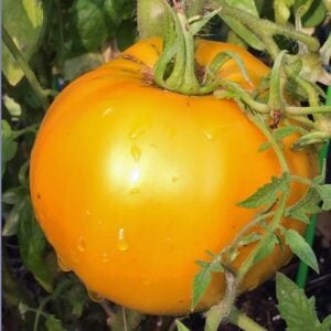 Tomate Jubilee original Burpee