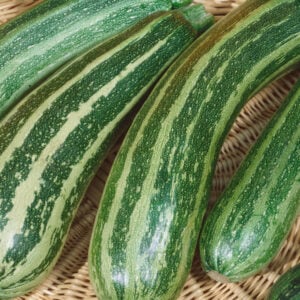 Zucchini Zebra