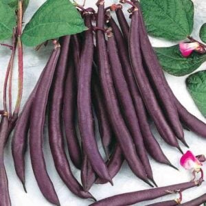 Haricot Trionfo Violetto