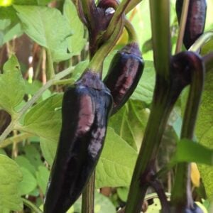 Siberian Black Pepper