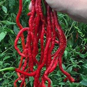 Thunder Mountain longhorn pepper