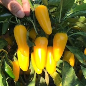 Jalapeño Citron