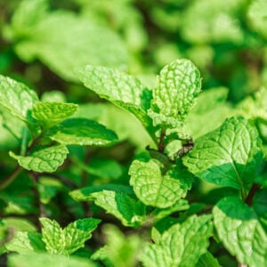 Menthe Verte Spicata