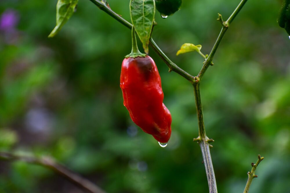 piment-fresno-plante-semence-canada