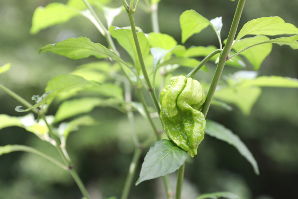 piment ghost jolokia (1) piment ghost jolokia (1)