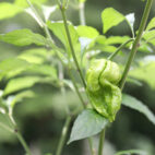 piment ghost jolokia (1)