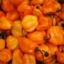 piment-habanero-semence-canada