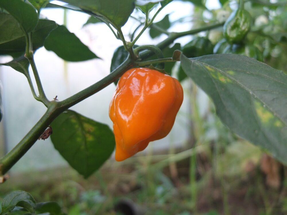 piment-habanero-semence-canada-plante piment-habanero-semence-canada-plante