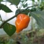 piment-habanero-semence-canada-plante