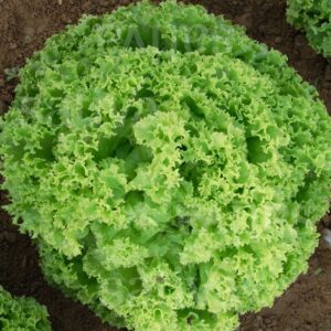 Laitue Vert Corail (lollo bionda)