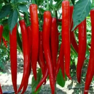 Piment Géant Thaï