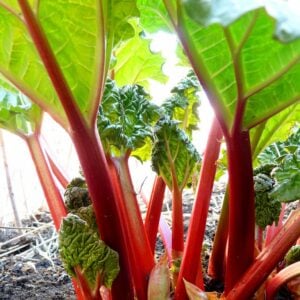 Rhubarbe Victoria