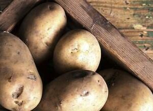 Potato of Vengeance