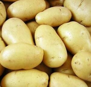 Pomme de terre Milena