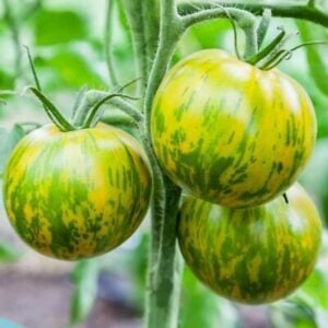 Tomate Jaune Zébrée