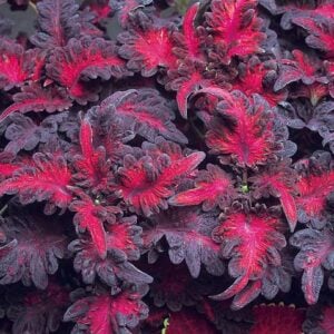 Coleus Dragon Noir