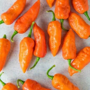 Piment Ghost