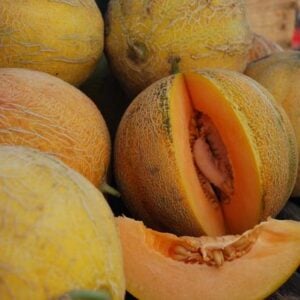 Cantaloup Minnesota midget