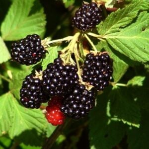Mure Sauvage des BC
