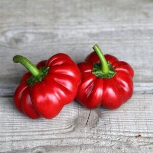 Piment Tomate Apple Red