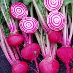 Betterave Chioggia