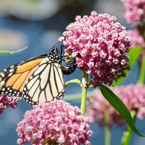 Asclepias incarnata Fleur à Papillons