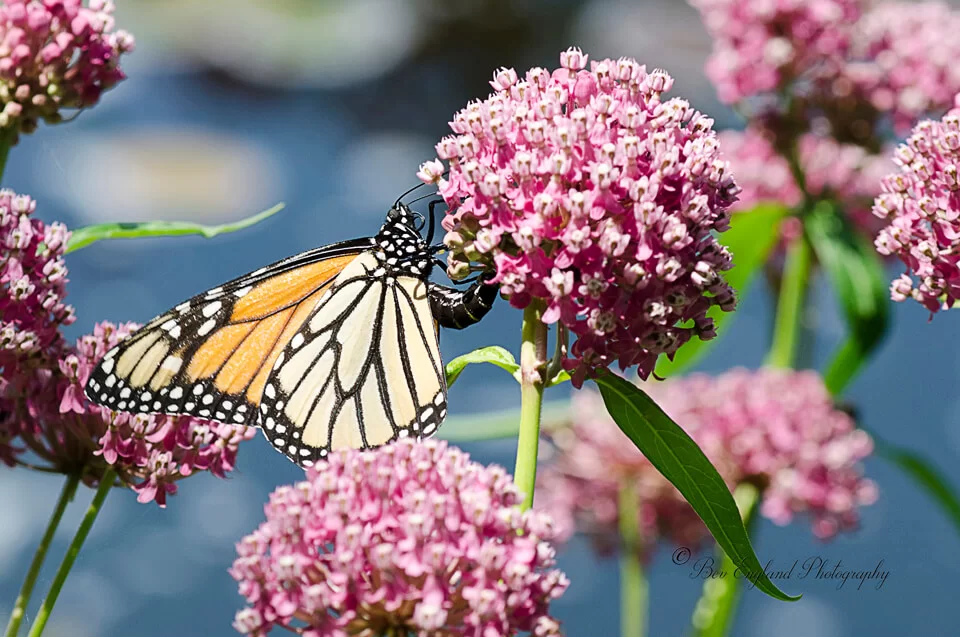 Asclepias incarnata Butterfly Flower - Semence Canada