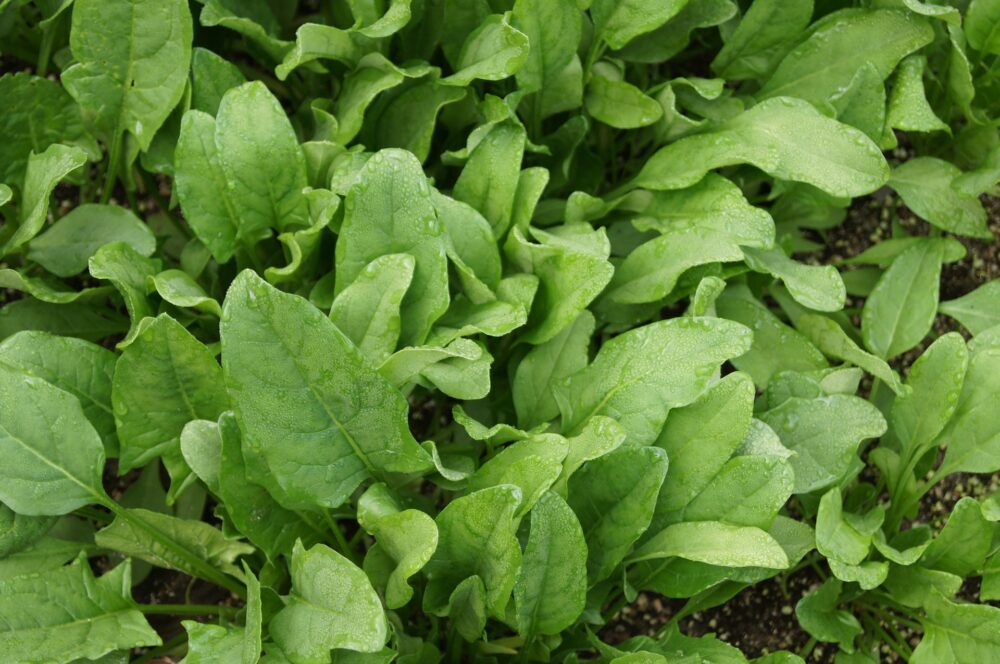 spinach-gd0c3fe8aa_1920