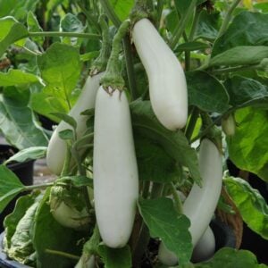 Aubergine Iceberg