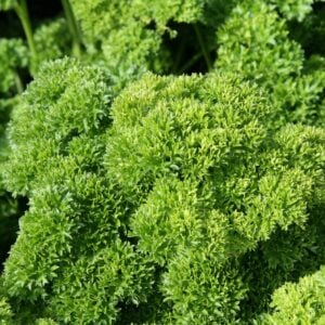 Persil Frisé Champion Moss