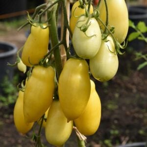 Tomate Banana Legs