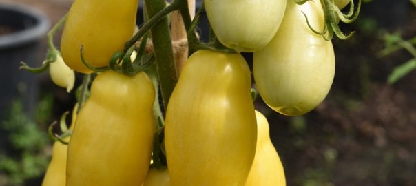 TOMATO -'BANANA LEGS'  Seeds, Vegetable Seed, Tomato