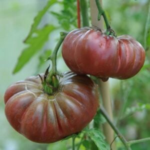 Tomate Ancestrale Purple Calabash