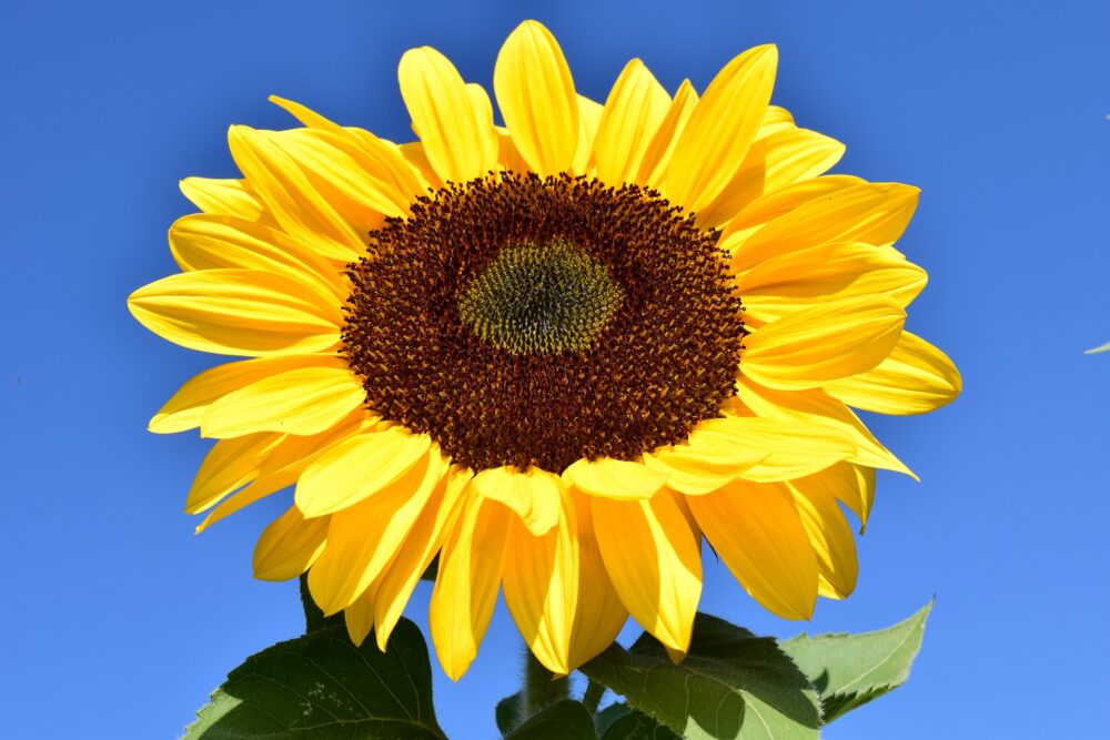 sunflower-gb9e3a0bdc_1920