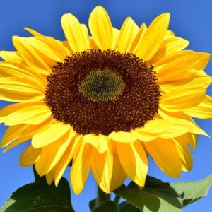 Tournesol Giant Single