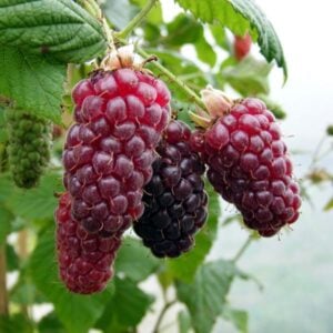 Tayberry de Vancouver