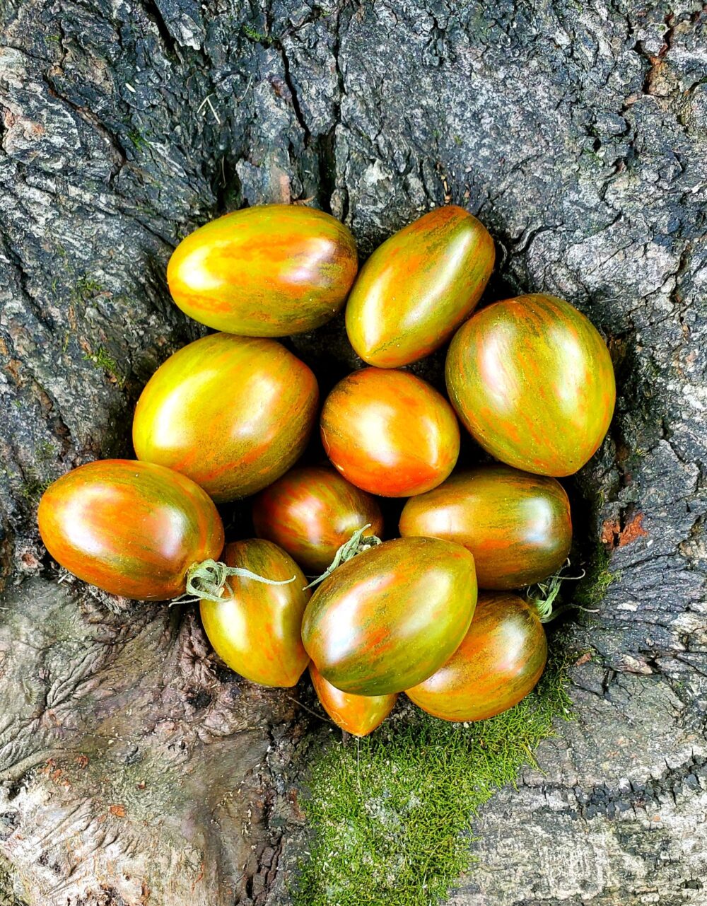 tomaTE atomique tomaTE atomique