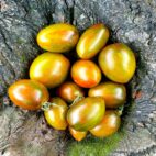 tomaTE atomique