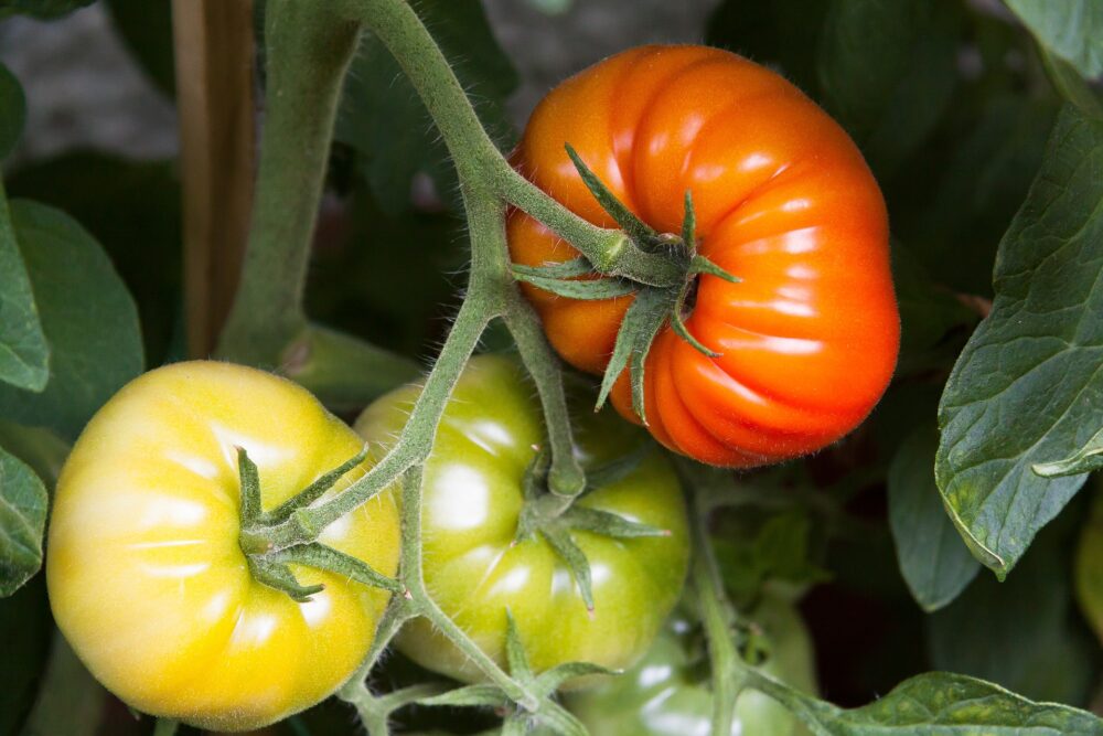 tomate-romanesco-semence-canada tomate-romanesco-semence-canada