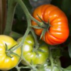 tomate-romanesco-semence-canada