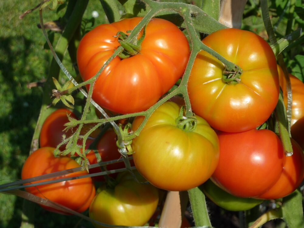 tomate-romanesco-semence-canada-2 tomate-romanesco-semence-canada-2