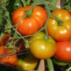 tomate-romanesco-semence-canada-2