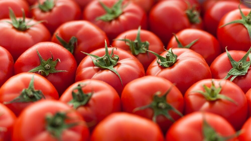 tomatelenasemencescanadaqc