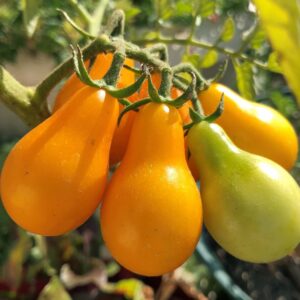 Yellow Pear Tomato