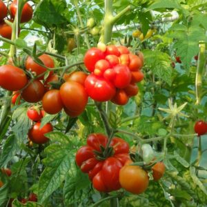 German Tomato Reisetomate