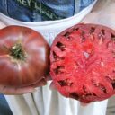 tomato-cherokee-purple-_1