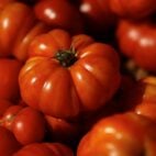 tomato-g310a3999e_1920