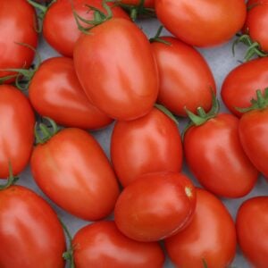 Tomate Roma VF