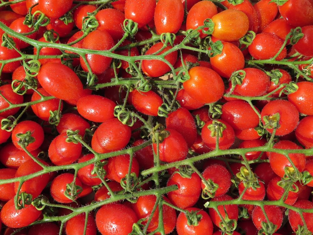 tomatoes-ge78100b8d_1920 tomatoes-ge78100b8d_1920