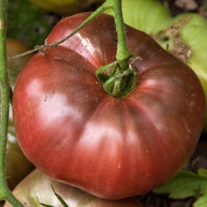 Tomate Ancestrale Purple cherokee